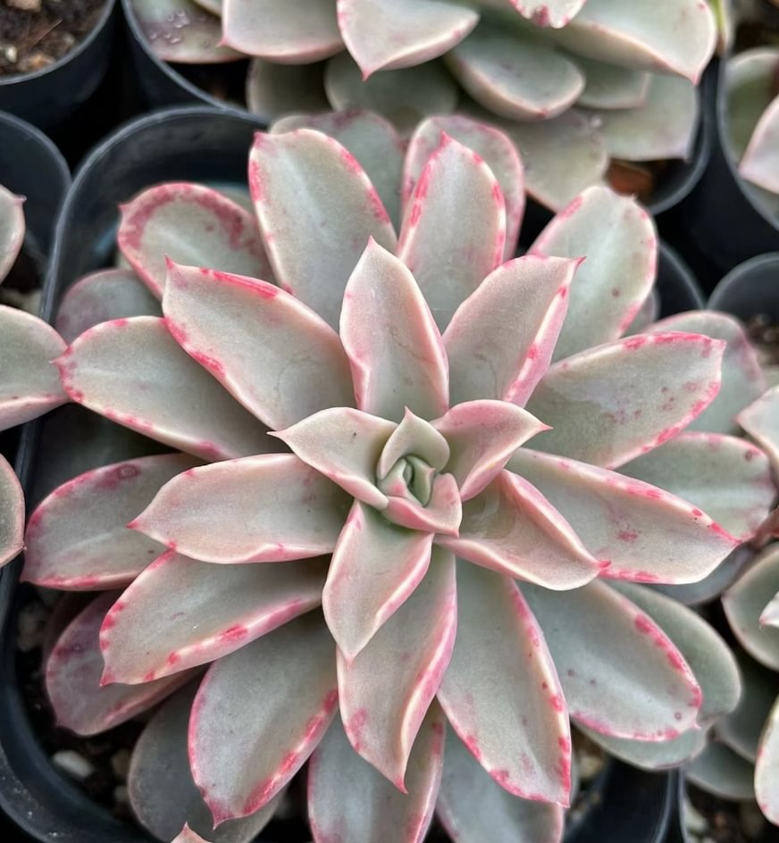 746.   fountain single head 4-5cm / Echeveria / Succulent plants / Garden landscape / Carefully select healthy plants