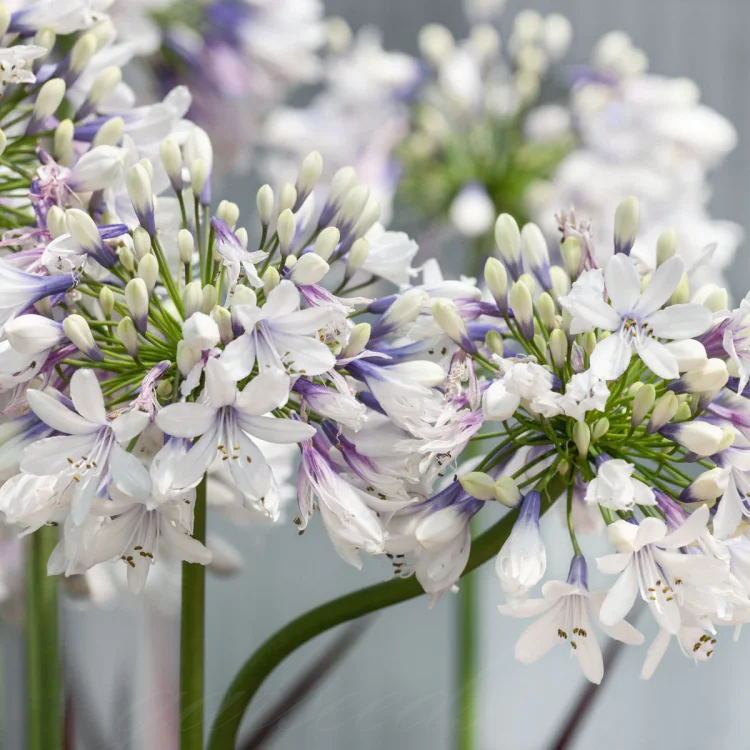 Agapanthus Seeds - The Flower of Love💗💓