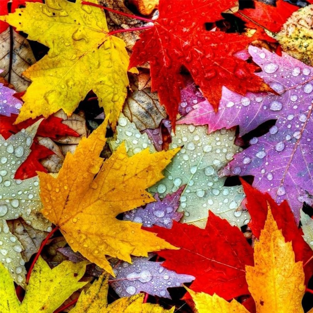 Diamond Painting - Full Round - Maple Leaf(30*30cm)