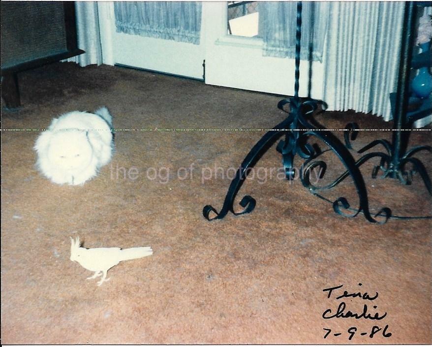 Cat Bird FOUND Photo Poster paintingGRAPH ColorOriginal Snapshot VINTAGE 99 14 C