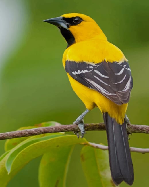 

Yellow Oriole – Paint By Numbers - 40*50CM, 501 Original