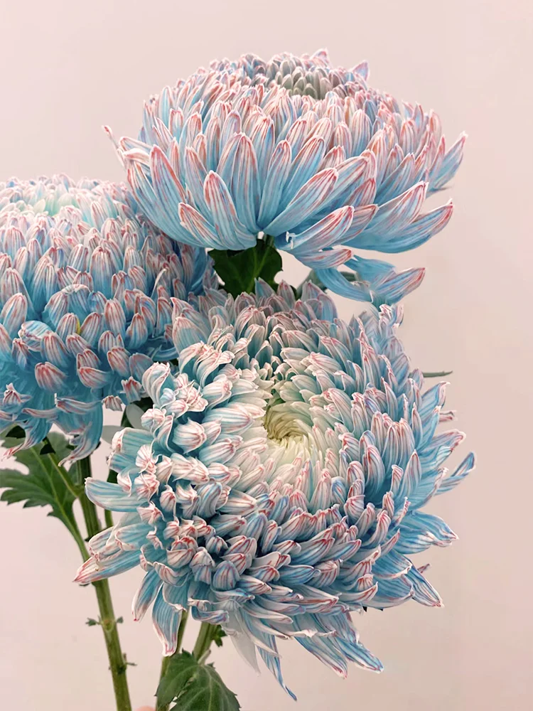 Rare Blue-and-White Porcelain Peony Chrysanthemum Seeds