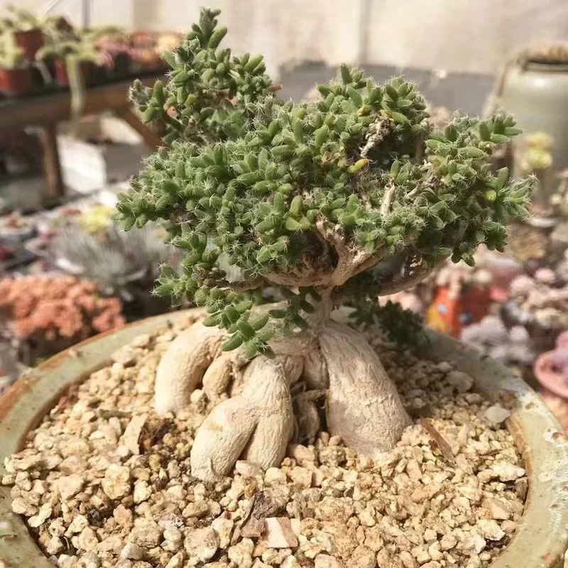 plant Aeonium Echeveria Haworthia  Caudex  Lithops Cactus  Agave 