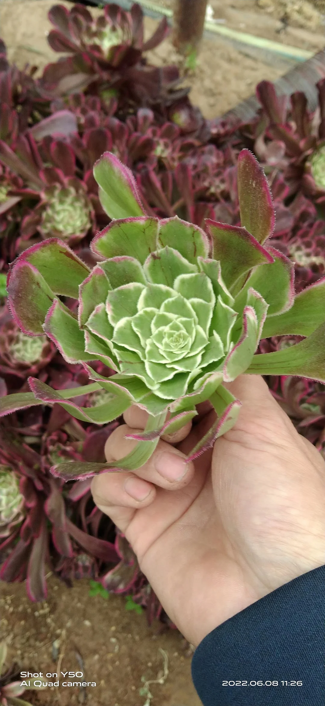 plant Aeonium Echeveria Haworthia  Caudex  Lithops Cactus  Agave 