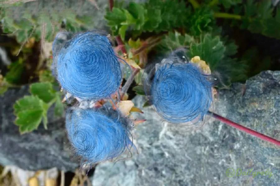 Prairie Smoke Flower Seeds