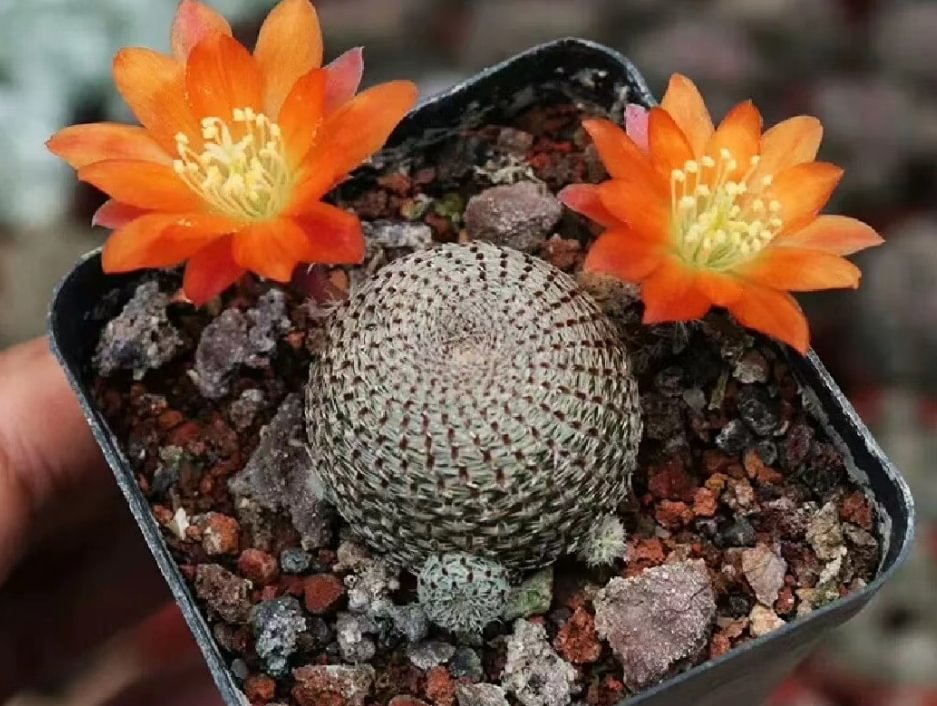 plant Aeonium Echeveria Haworthia  Caudex  Lithops Cactus  Agave 