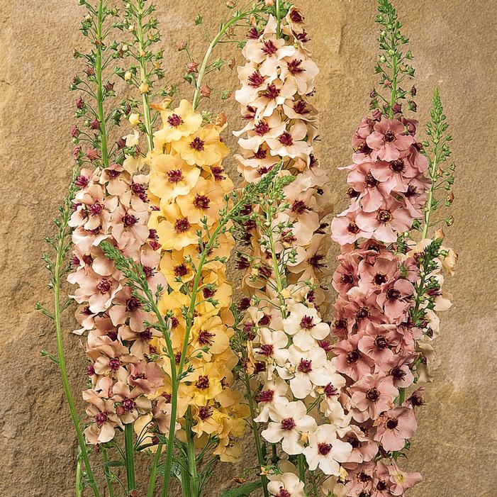 60% Off 'Southern Charm' Mullein Seeds Jonyparkseed®