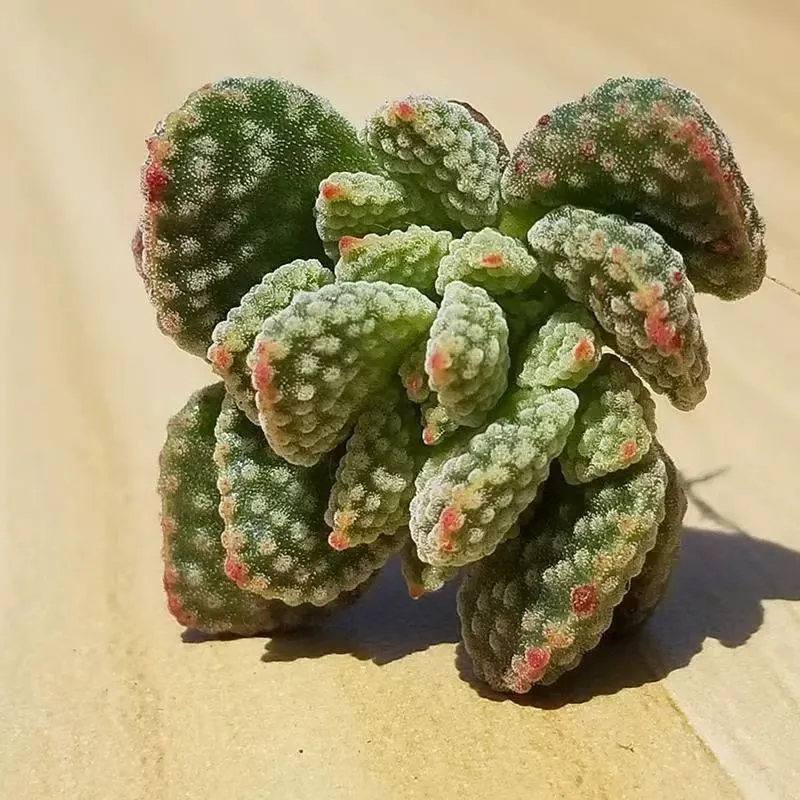 plant Aeonium Echeveria Haworthia  Caudex  Lithops Cactus  Agave 