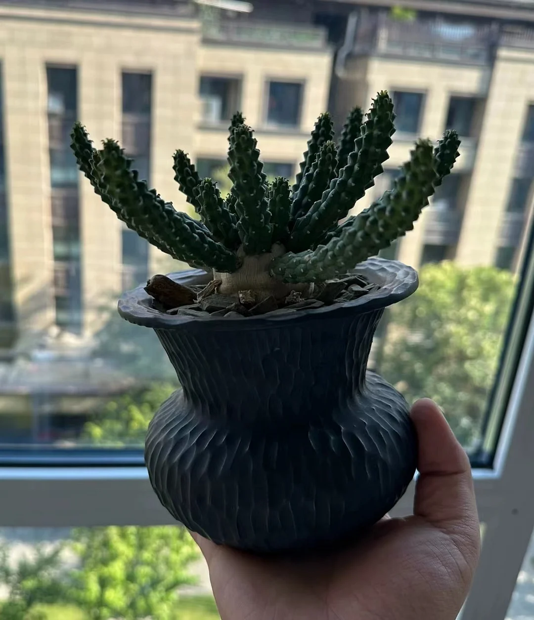 plant Aeonium Echeveria Haworthia  Caudex  Lithops Cactus  Agave 