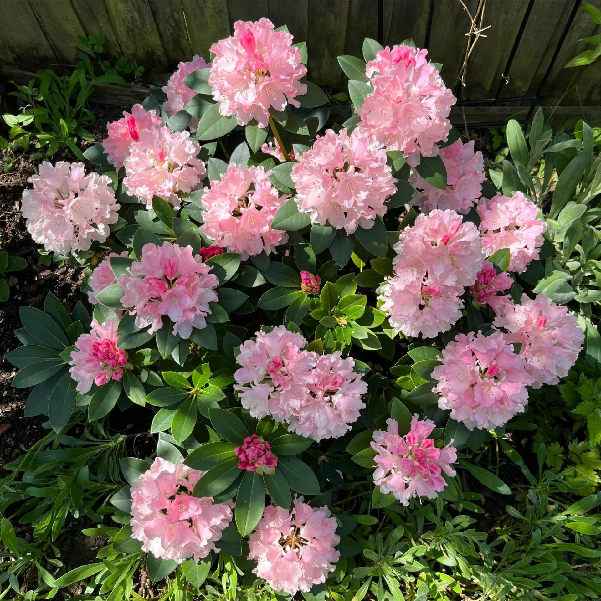 Alpine Azalea Seeds 🌸 Rare Species