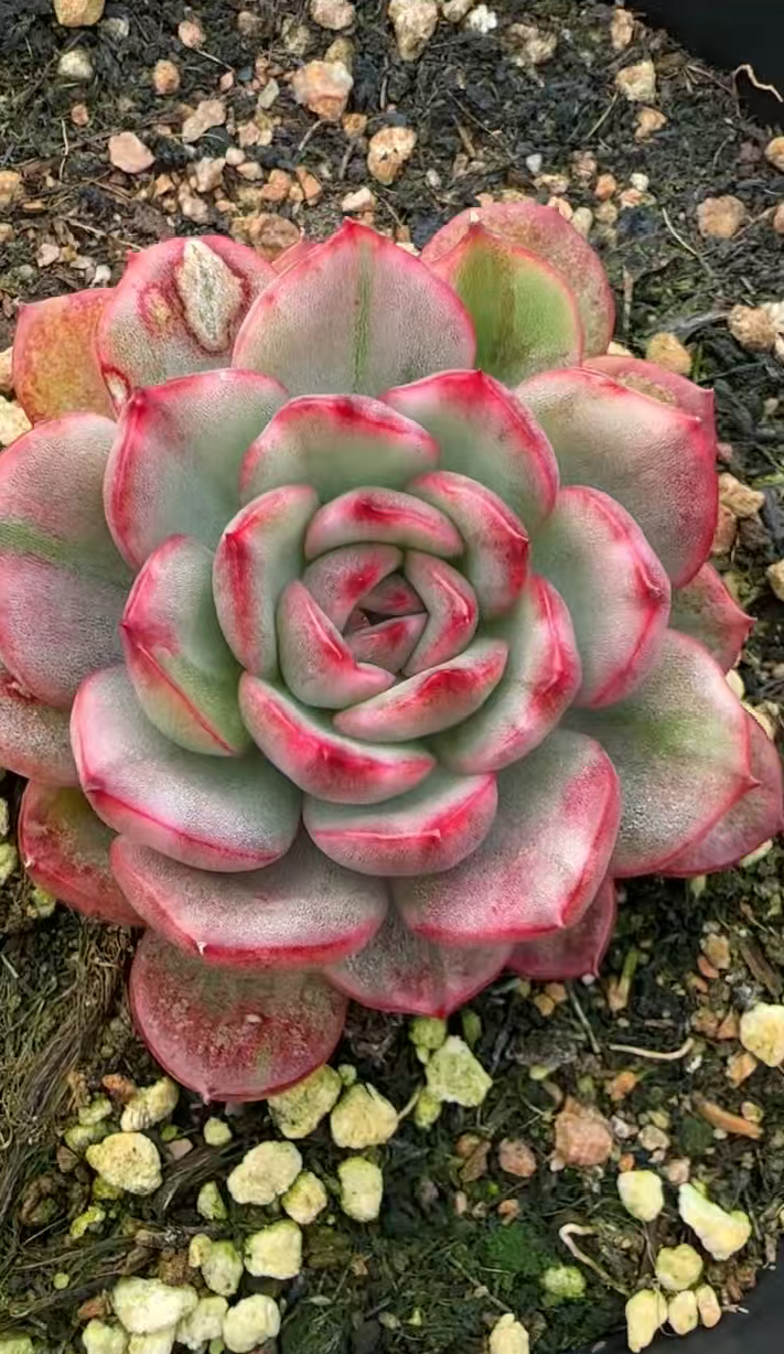 plant Aeonium Echeveria Haworthia  Caudex  Lithops Cactus  Agave 