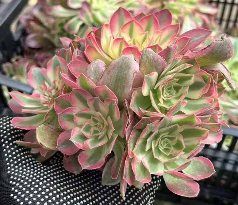 plant Aeonium Echeveria Haworthia  Caudex  Lithops Cactus  Agave 