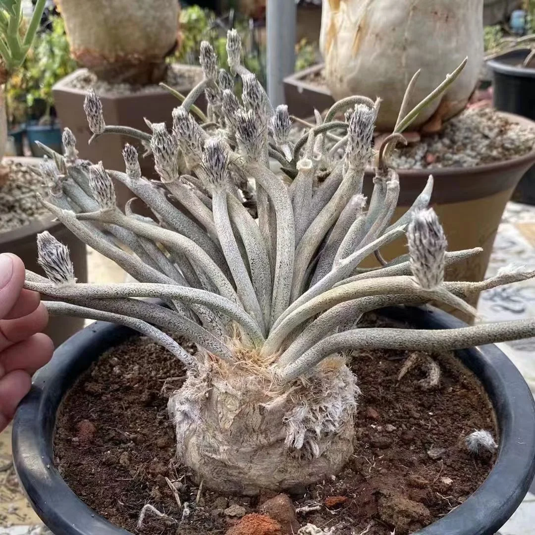 plant Aeonium Echeveria Haworthia  Caudex  Lithops Cactus  Agave 