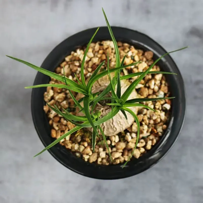 plant Aeonium Echeveria Haworthia  Caudex  Lithops Cactus  Agave 