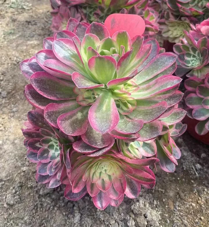 plant Aeonium Echeveria Haworthia  Caudex  Lithops Cactus  Agave 