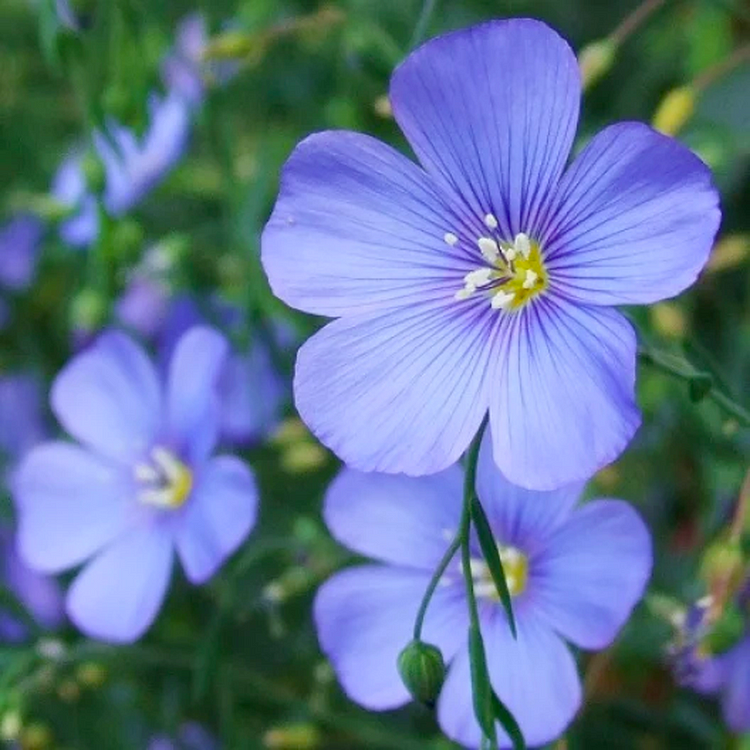 Blue Flax Seeds - Perennial 