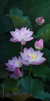 10 Pcs/ Bag Lotus Flower Mini Lotus Bonsai Aquatic Plants Bowl Lotus Water Lily Flores Perennial Plant For Home & Garden Decor