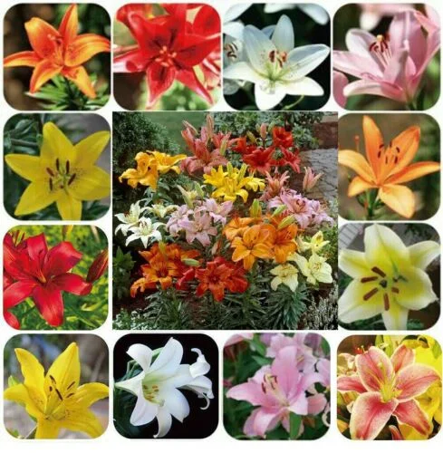 Perfume Liliy Seeds Flower Garden Plant