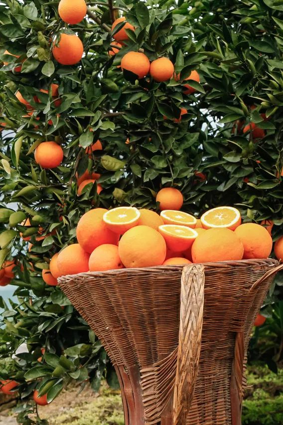 🍊Red Tangerine Seeds-Sweet, Juicy, Abundant Harvests