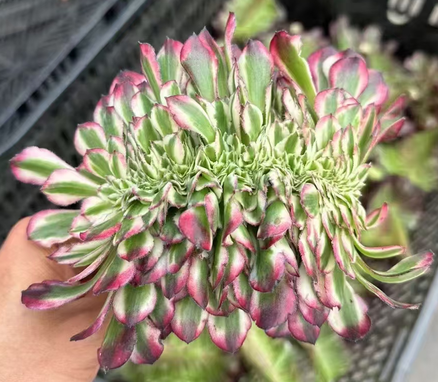 plant Aeonium Echeveria Haworthia  Caudex  Lithops Cactus  Agave 