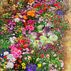 💝Last day clearance💝Mixed Perennial Flowers Seeds-Over 60 kinds mixed