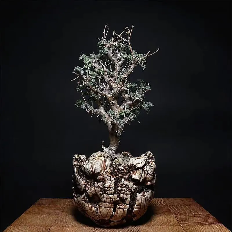 plant Aeonium Echeveria Haworthia  Caudex  Lithops Cactus  Agave 