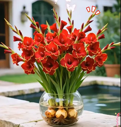 🎉Limited Time Offer: 50% Off : Gladiolus Bulbs!