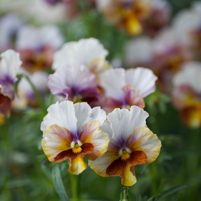 Viola Pansy Flamenco Terracotta Flower | X 30 Seeds