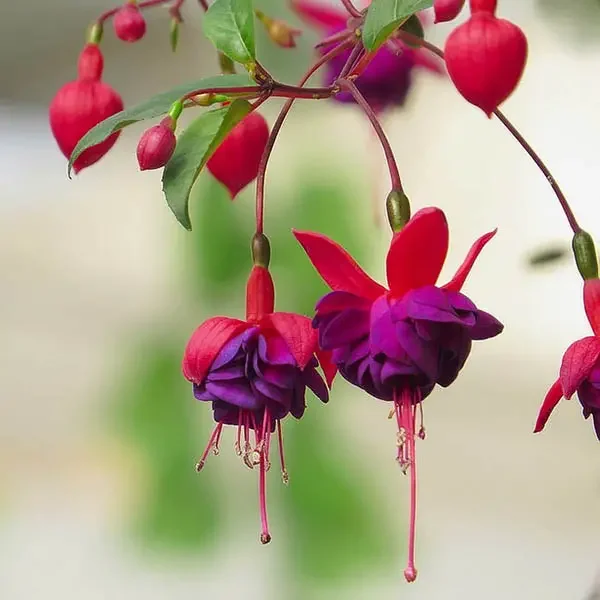 Fuchsia Hybrida Voss Seeds The fairy flower Fuchsia Hybrida Voss Seeds The fairy flower