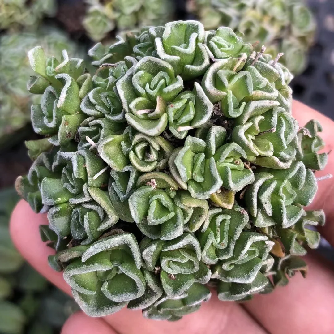 plant Aeonium Echeveria Haworthia  Caudex  Lithops Cactus  Agave 