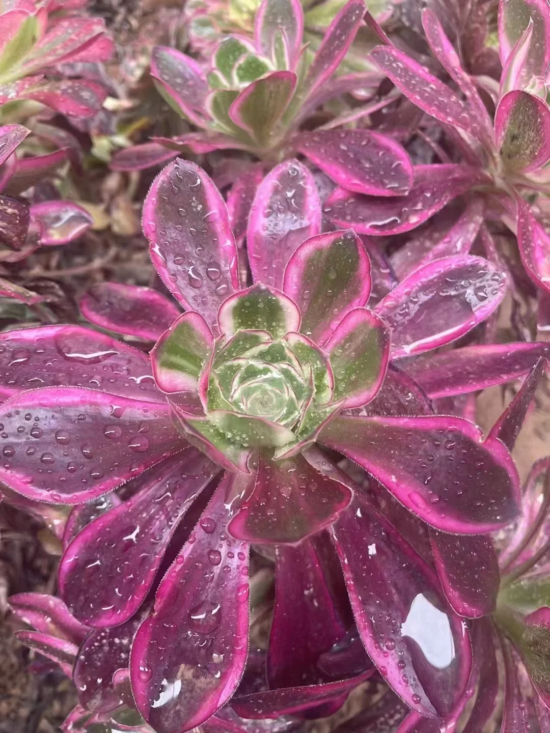 plant Aeonium Echeveria Haworthia  Caudex  Lithops Cactus  Agave 