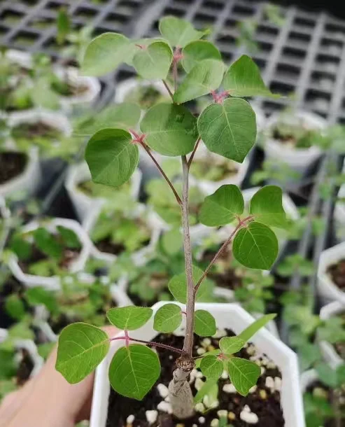 plant Aeonium Echeveria Haworthia  Caudex  Lithops Cactus  Agave 