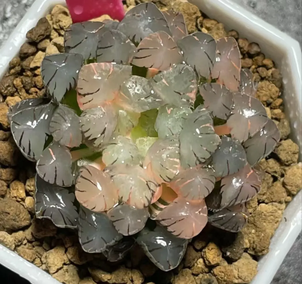 plant Aeonium Echeveria Haworthia  Caudex  Lithops Cactus  Agave 