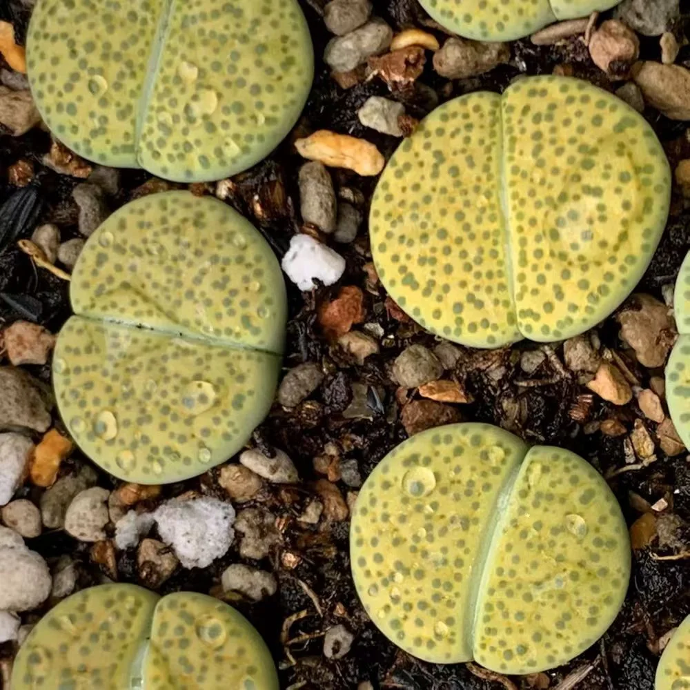 plant Aeonium Echeveria Haworthia  Caudex  Lithops Cactus  Agave 