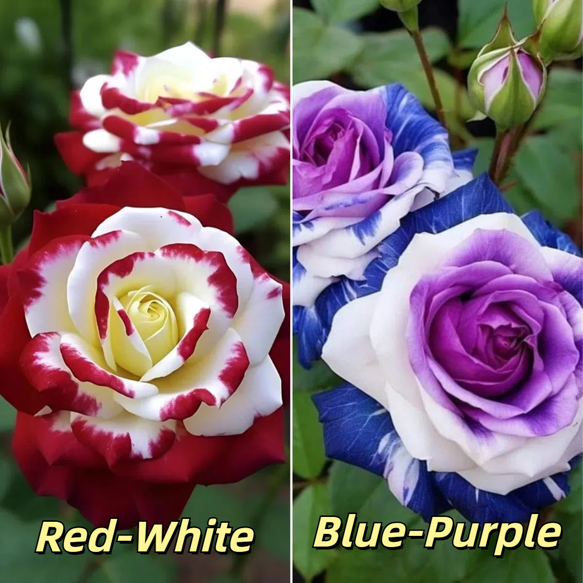 🌹 Hot-Selling Rose Seed Bundles &ndash; Special Discount