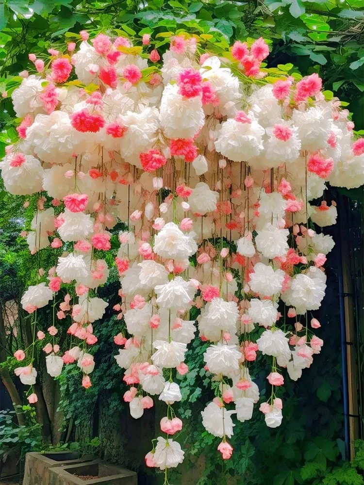 Begonia flower Seeds