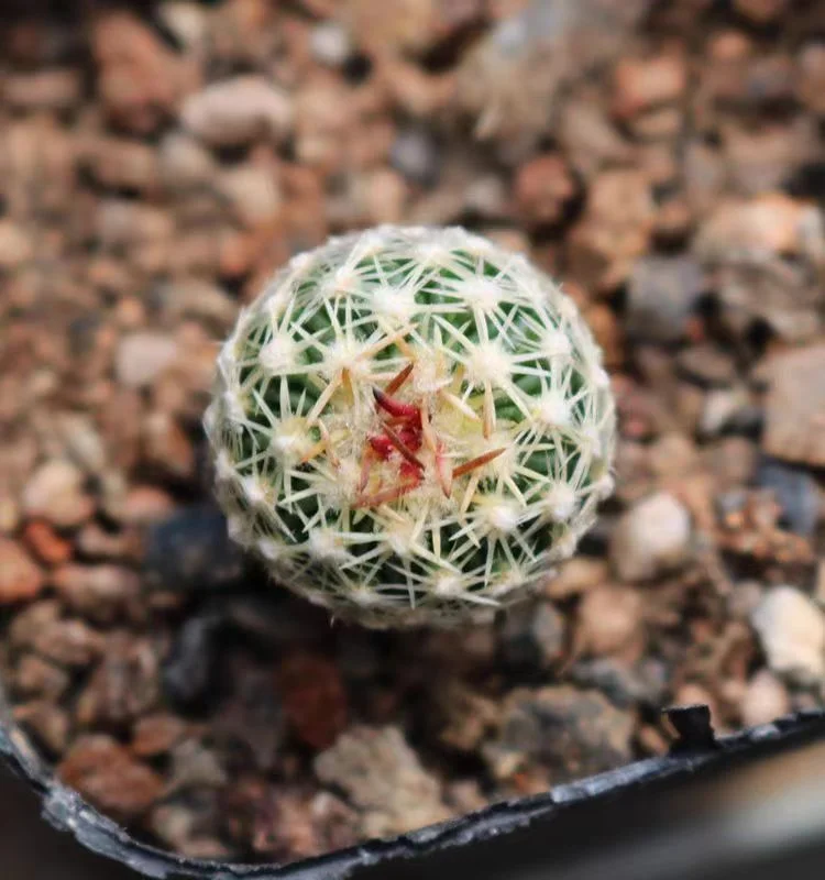 plant Aeonium Echeveria Haworthia  Caudex  Lithops Cactus  Agave 