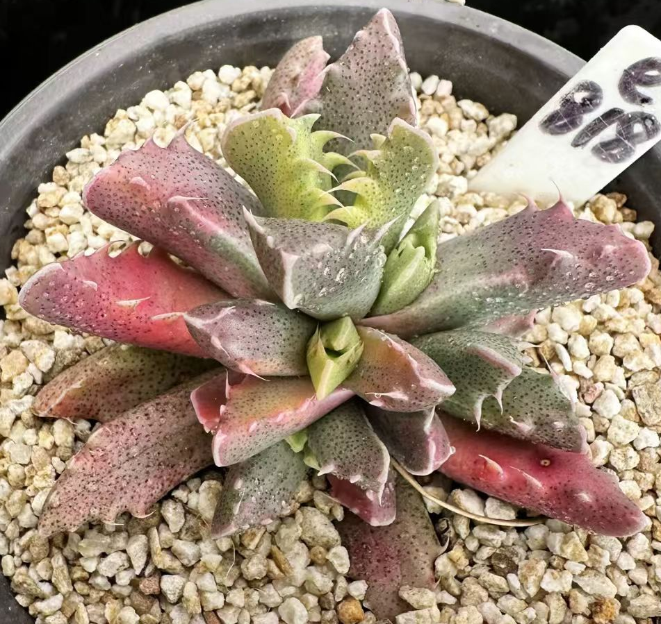 plant Aeonium Echeveria Haworthia  Caudex  Lithops Cactus  Agave 