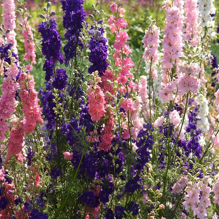 'The Seven Dwarfs' Mix Dwarf Larkspur Seeds