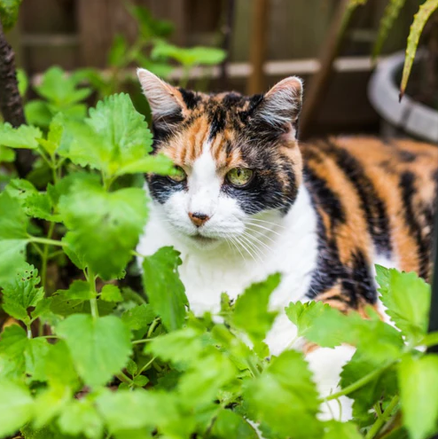 Catnip Seeds