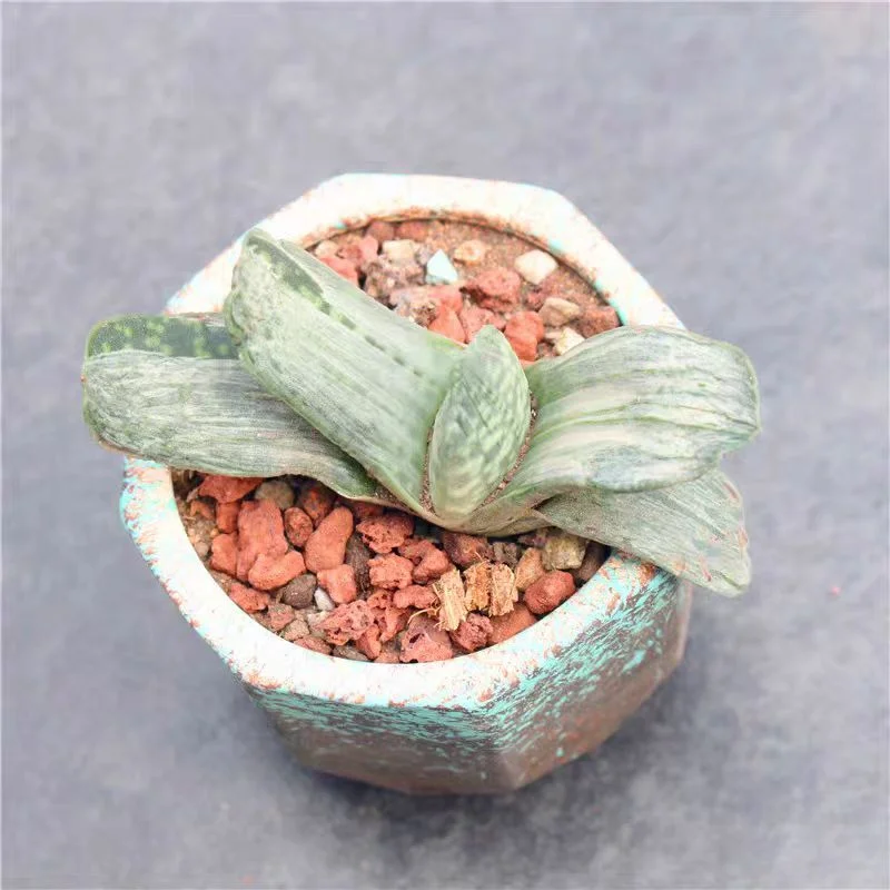 ky5.Haworthia Gasteria Gracilis 6-8cm/ Haworthia / Succulent plants / Garden landscape / Carefully select healthy plants