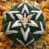 200 Pcs Rare Living Stones Mix Lithops bonsai Blooming Flower Succulent Cactus Organic Garden Bulk bonsai For Home Garden 