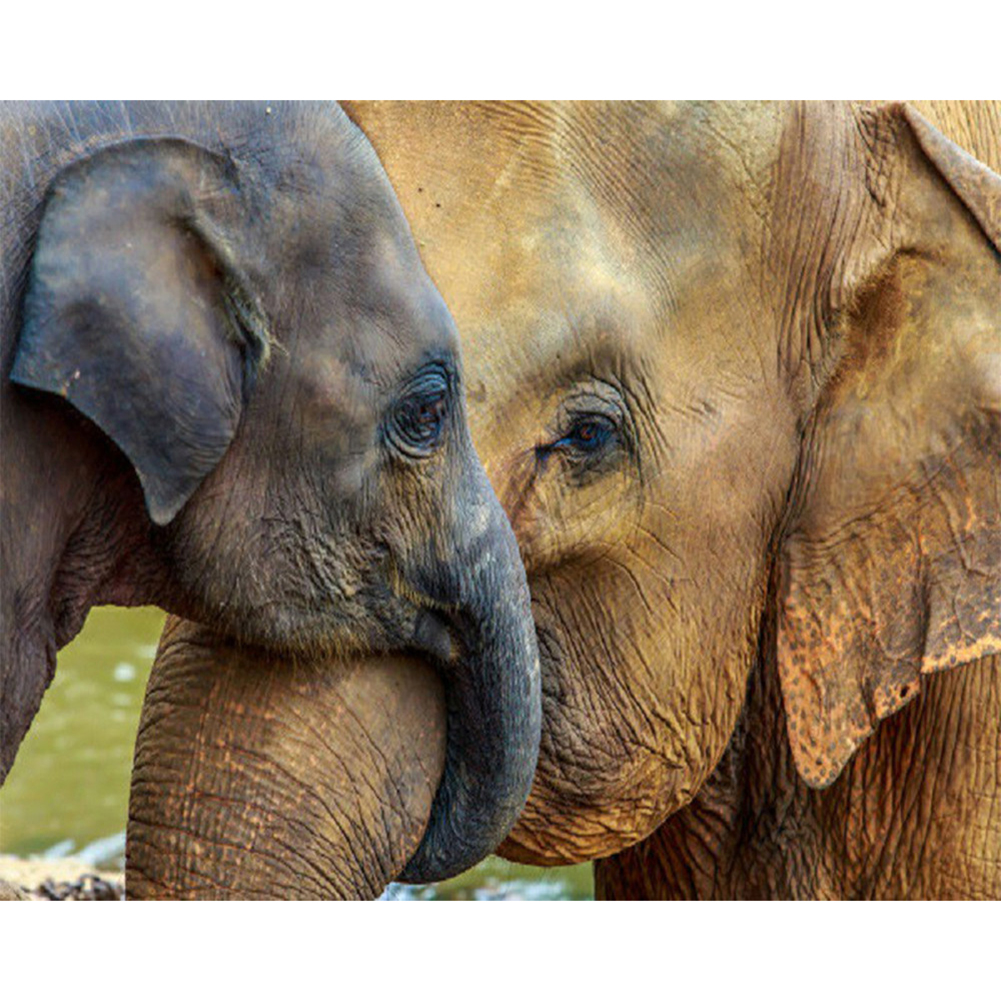 

50*40CM - Square Drill Diamond Painting - Elephant, 501 Original