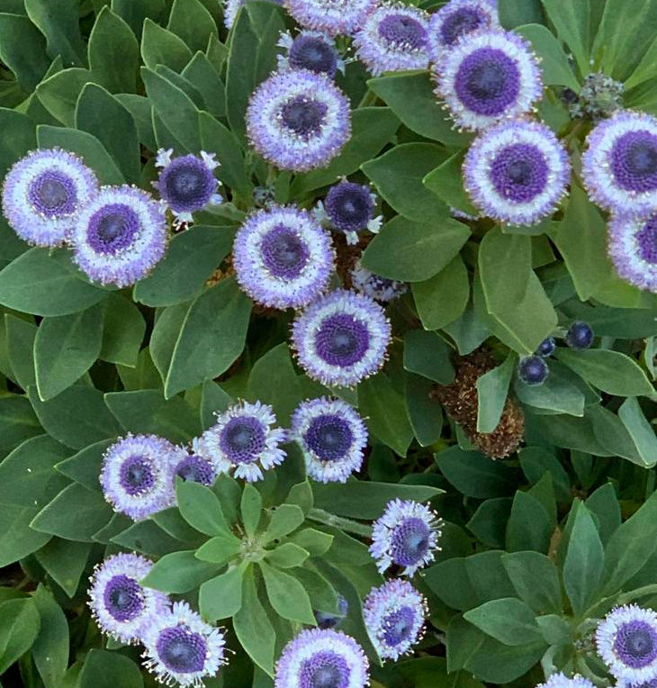 Ground Flower Seeds - Blue Eyes 🌟