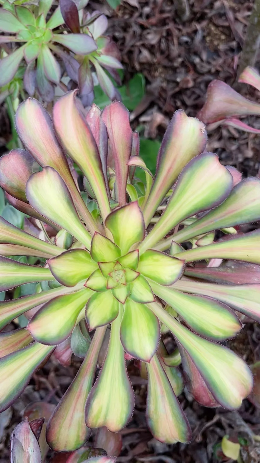 plant Aeonium Echeveria Haworthia  Caudex  Lithops Cactus  Agave 