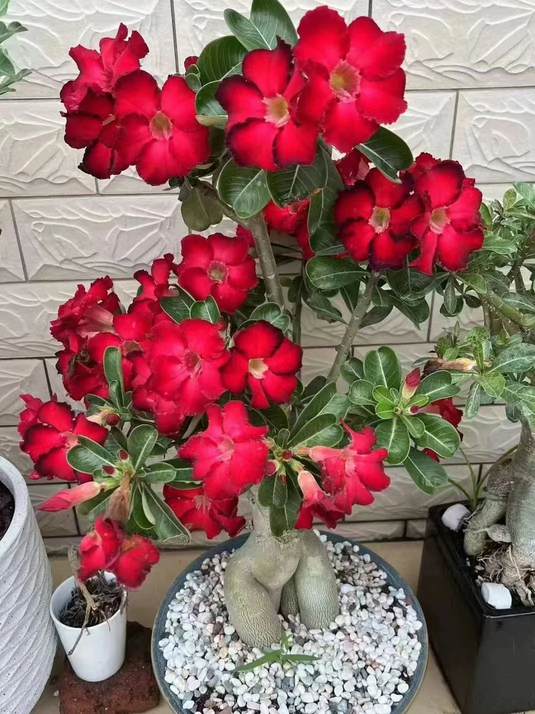 924.Adenium obesum 6-8cm(Flower color random)/Caudex/ Succulent plants / Garden landscape / Carefully select healthy plants