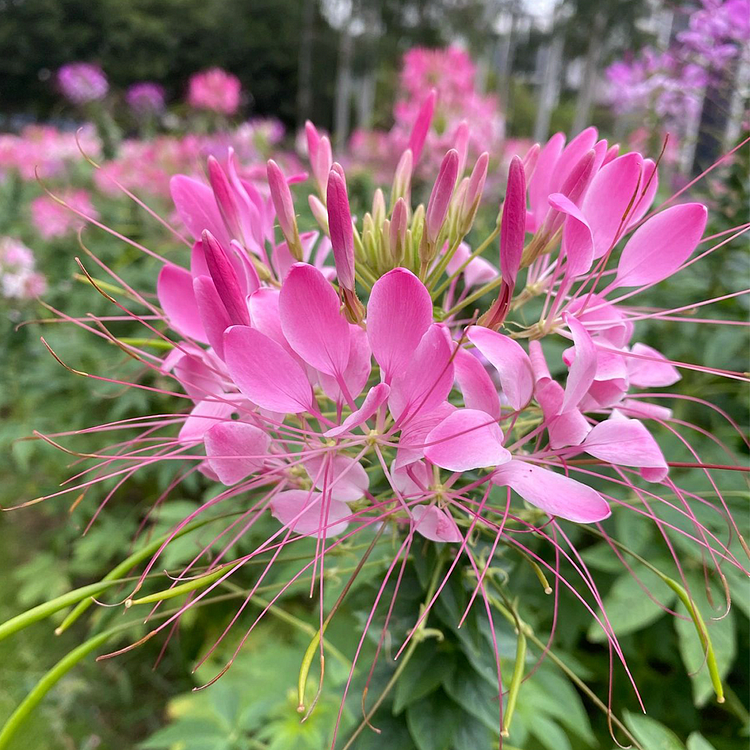 Cleome Seeds - Cherry Queen