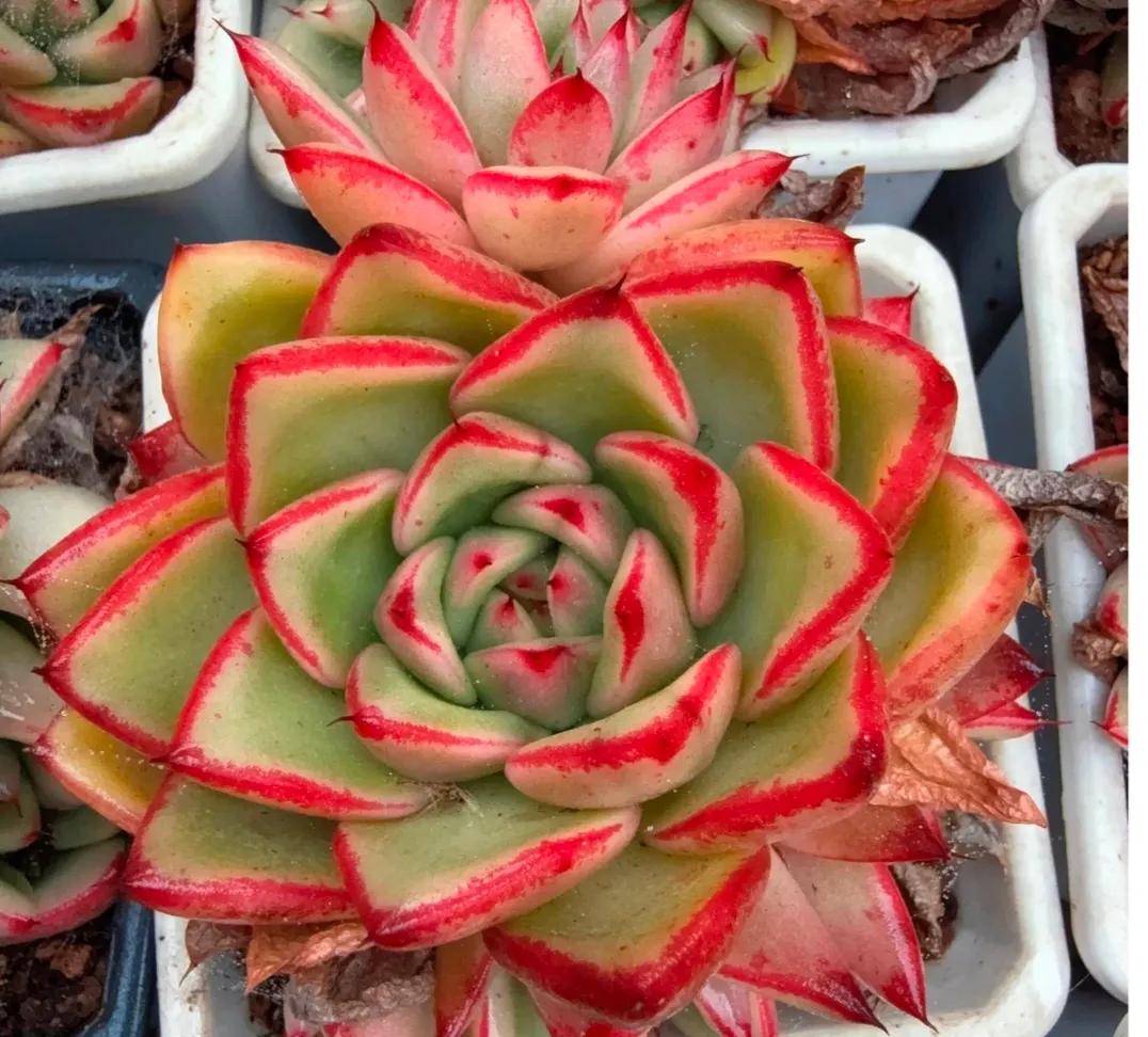 plant Aeonium Echeveria Haworthia  Caudex  Lithops Cactus  Agave 