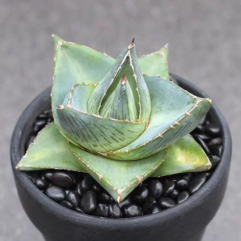 plant Aeonium Echeveria Haworthia  Caudex  Lithops Cactus  Agave 