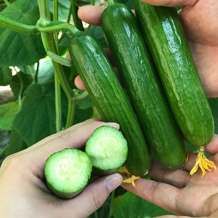 Last Day Promotion 70% OFF🥒 Thorn-less Mini Cucumber Seeds(98% Germination)⚡Buy 2 Get Free Shipping